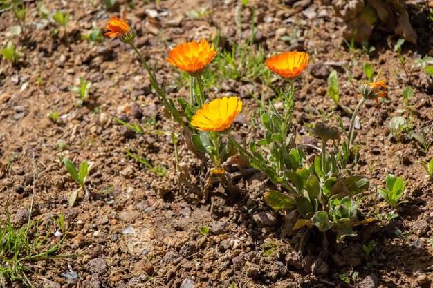 Bloeiende mooie kleurrijke natuurlijke bloemen pring weide bloem Natuur achtergrond