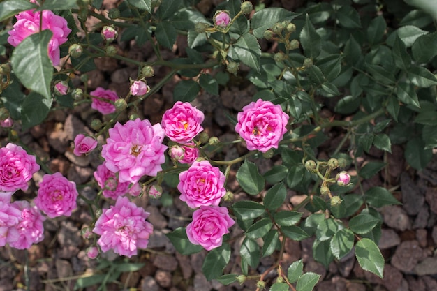 Bloeiende mooie kleurrijke rozen in de tuin