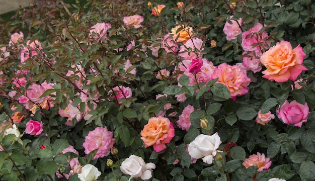 Bloeiende mooie kleurrijke rozen in de tuin