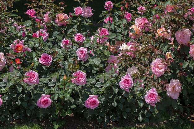 Bloeiende mooie kleurrijke rozen in de tuin