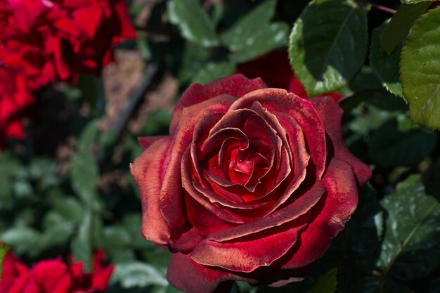 Bloeiende mooie kleurrijke rozen in de tuin