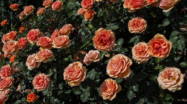 Bloeiende mooie kleurrijke rozen in de tuin