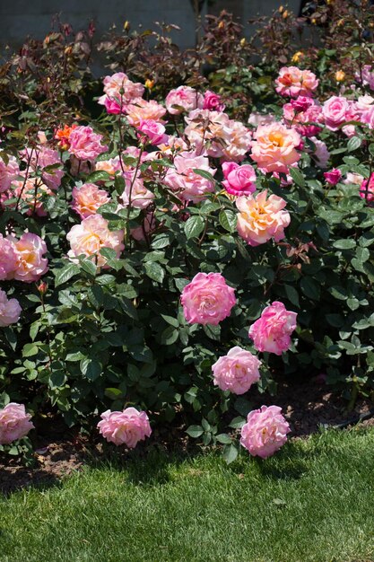 Bloeiende mooie kleurrijke rozen in de tuin