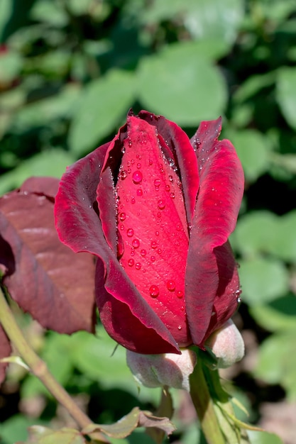 Bloeiende mooie kleurrijke rozenknop op florale achtergrond