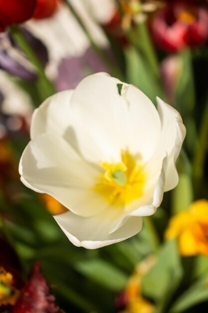 Bloeiende mooie kleurrijke tulpen bloeien in de lente