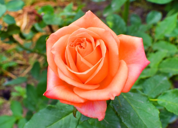 Bloeiende mooie oranje struikrozen in de tuin Lentebloem in groene bladeren