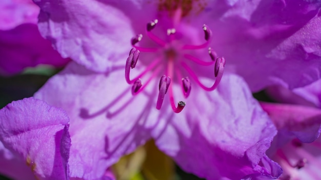 Bloeiende mooie paarse rododendrons in de tuin. macro.