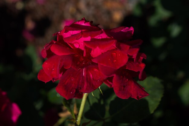 Bloeiende mooie roos in de tuin