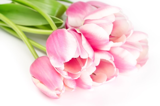 Bloeiende mooie roze tulpen op witte achtergrond