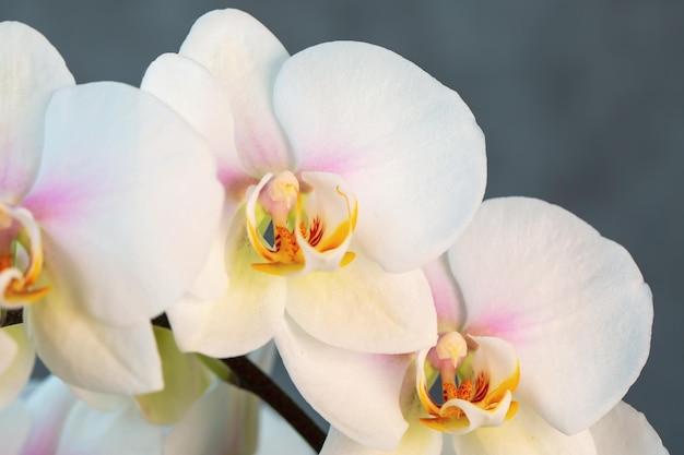 Bloeiende mooie witte orchideeën Hobby's sierteelt huis bloemen kamerplanten