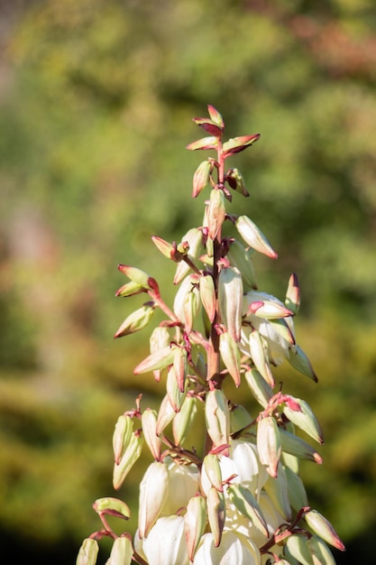 Bloeiende mooie Yucca Flowers-bloemen in zicht