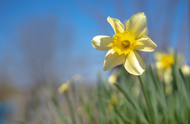 Foto bloeiende narcis tegen de hemel