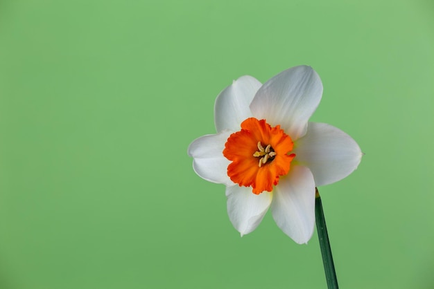 Bloeiende narcisbloem op een groene achtergrond macrofotografie Tuin narcisbloem