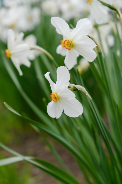 Bloeiende narcissen in de tuin in het voorjaar