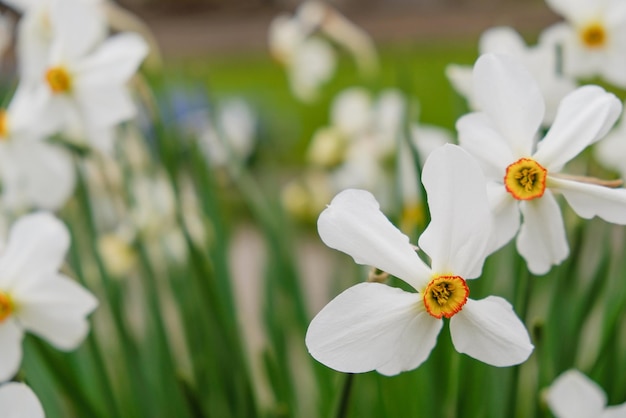 Bloeiende narcissen in de tuin in het voorjaar