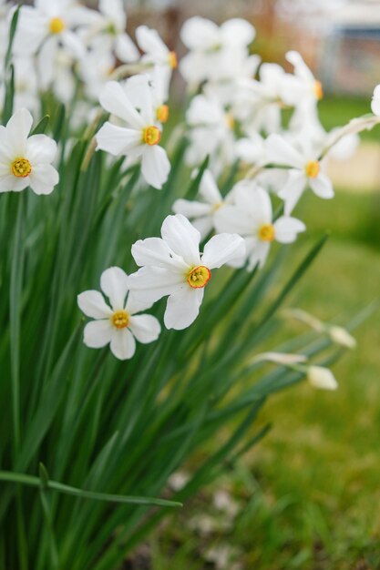 Bloeiende narcissen in de tuin in het voorjaar