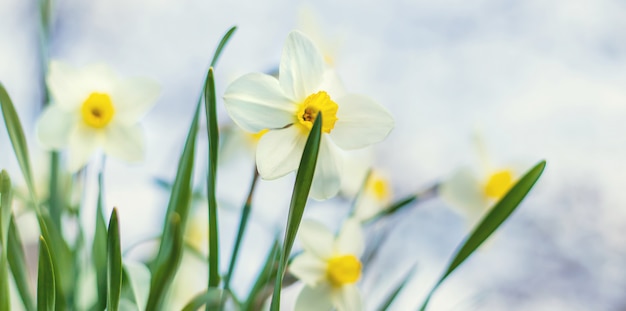 Bloeiende narcissen in de tuin. Selectieve aandacht