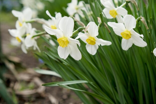 Bloeiende narcissen in het voorjaar in de tuin Narcissen kweken en verzorgen