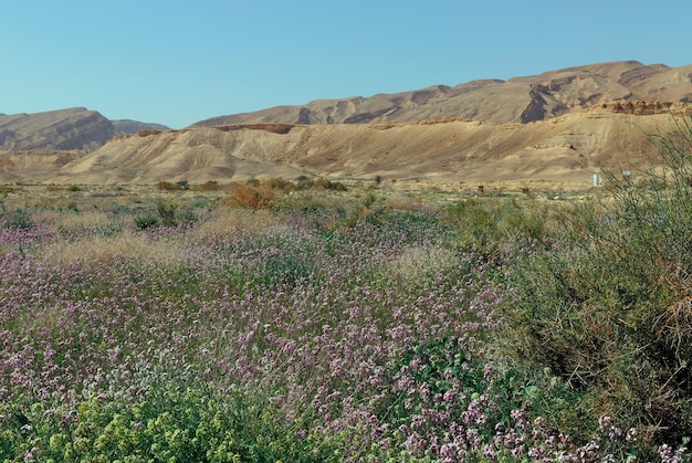 Bloeiende Negev-woestijn, Israël