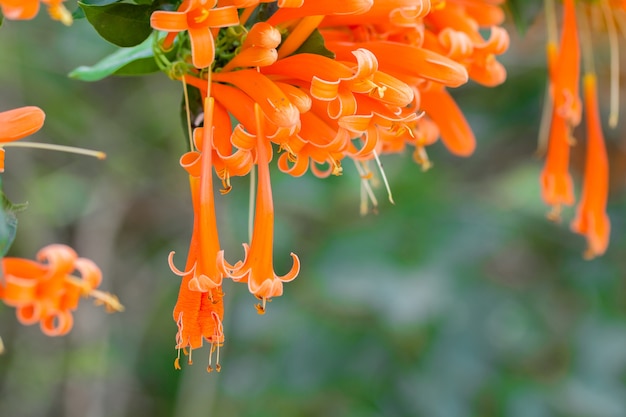 Bloeiende oranje trompetbloemen