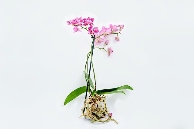 Bloeiende orchidee met wortels geïsoleerd op een witte achtergrond