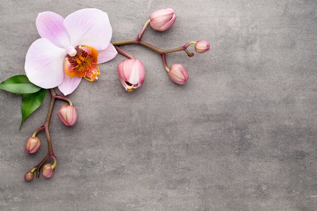 Bloeiende orchidee op grijs tafelblad bekijken