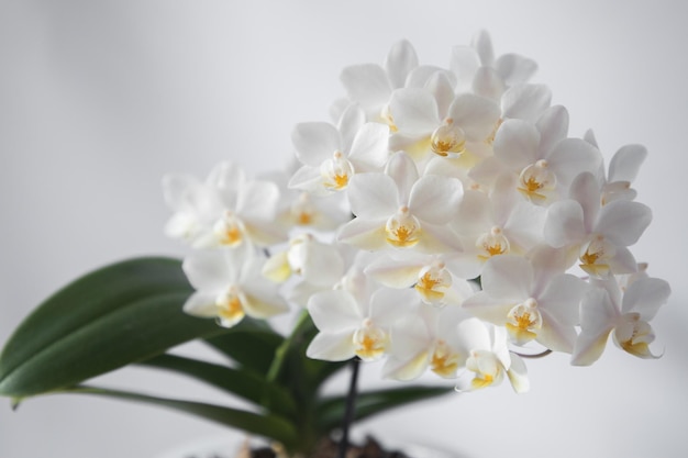 Bloeiende orchidee phalaenopsis zachte wolk