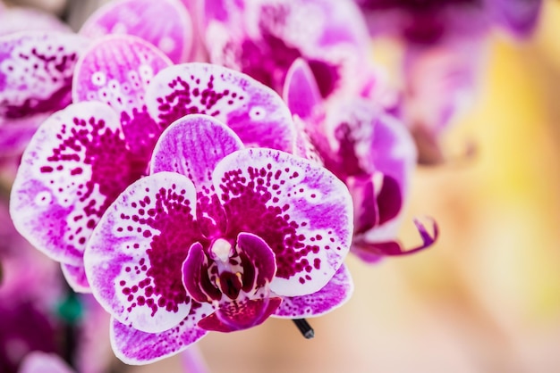 bloeiende orchideebloem in de tuin