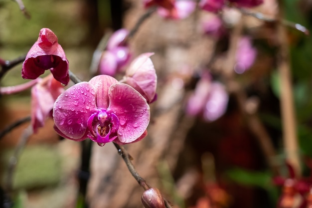 Bloeiende orchideeën in de kas.