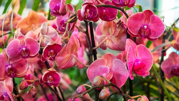 Bloeiende orchideeën in de kas.