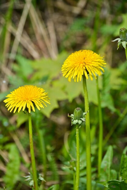 bloeiende paardebloemen