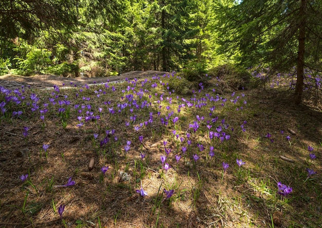 Bloeiende paars violet Crocus heuffelianus Crocus vernus alpenbloemen in de lente Karpaten bergbos Oekraïne