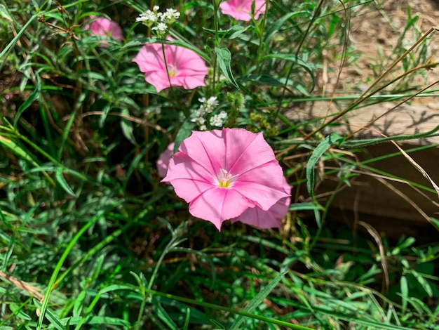 Bloeiende paarse bloemen ook bekend als Convolvulus