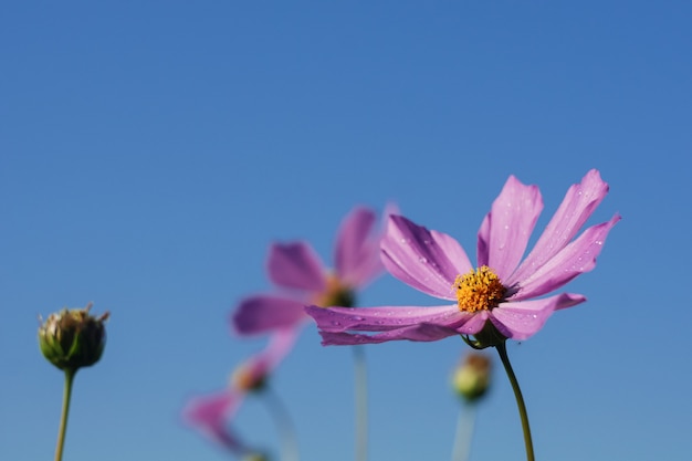 Bloeiende paarse bloemen tegen de blauwe hemel