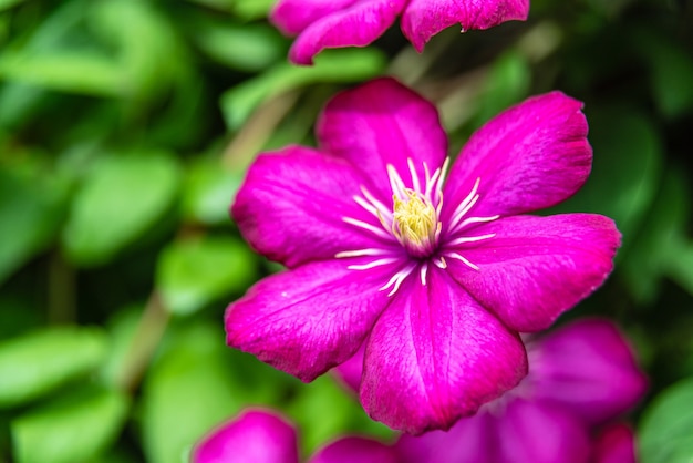 Bloeiende paarse clematis in de tuin op zonnige dag.