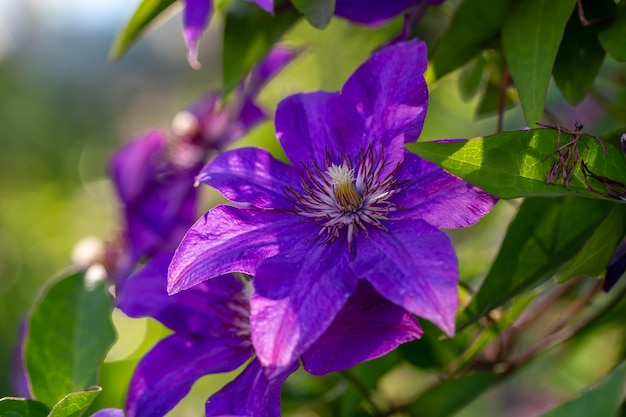 Bloeiende paarse clematisbloem op een groene achtergrond in zomerse macrofotografie