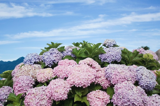 Foto bloeiende paarse en blauwe bos hortensia met blauwe hemelachtergrond