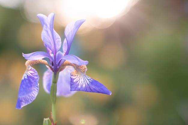 bloeiende paarse irissen. helder paarse iris bloemen. Irissen - een siertuinplant. Mooie blauwe bloemen op zonnestralen buitenshuis. Wenskaart voor gelukkige Moederdag. Kopieer ruimte