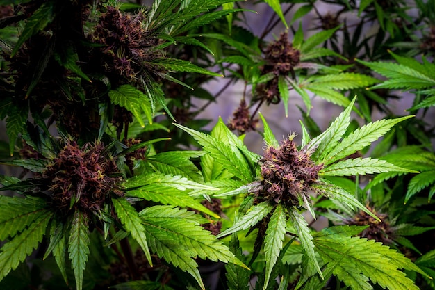 Bloeiende paarse Kalini Asia marihuanaplant met bloemen, cannabis sativa bladeren, marihuana -THC cannabisbloem en marihuanaplant