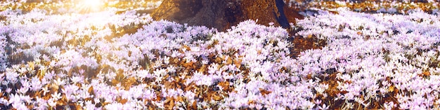 Bloeiende paarse krokus bloemen in een zachte focus op een zonnige lentedag