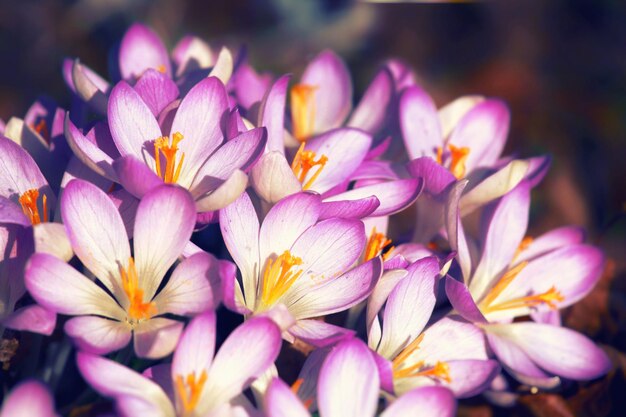 Bloeiende paarse krokus bloemen in een zachte focus op een zonnige lentedag