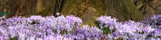 Bloeiende paarse krokus bloemen in een zachte focus op een zonnige lentedag