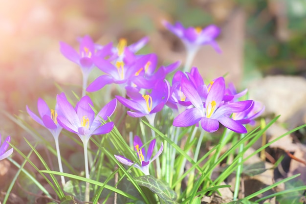 Bloeiende paarse krokus bloemen in een zachte focus op een zonnige lentedag