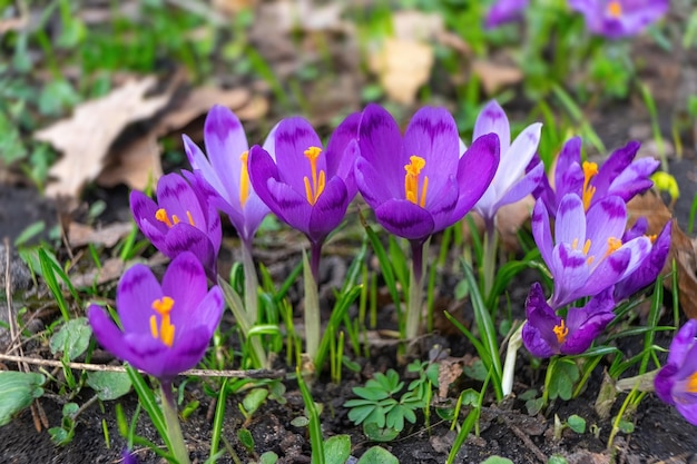 Bloeiende paarse krokusbloemen buiten in een parktuin of bos