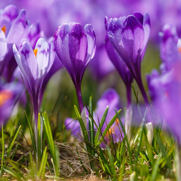 Bloeiende paarse krokussen, lentebloem