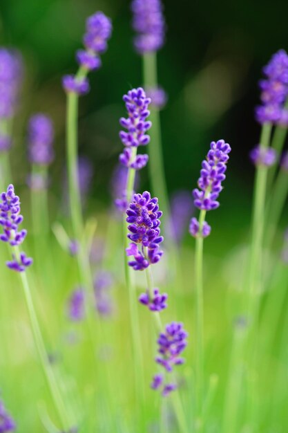 Bloeiende paarse lavendel in de tuin Lavendel veld in de zomer Bloemen achtergrond