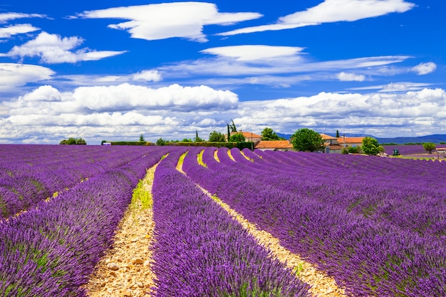 Bloeiende paarse lavendelvelden in de Provence, Frankrijk