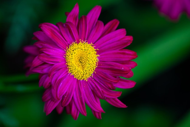 Bloeiende paarse madeliefjebloem op een groene achtergrond in de zomerdag macrofotografie