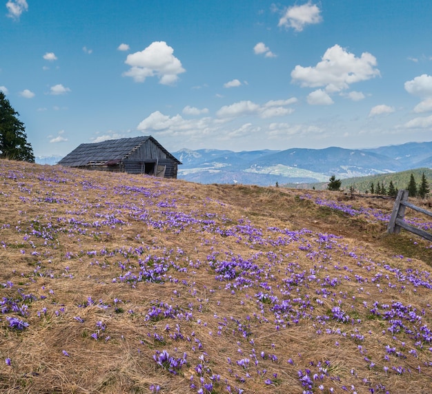 Bloeiende paarse viool Crocus heuffelianus Crocus vernus alpine bloemen in de lente op het Karpatenplateau Oekraïne