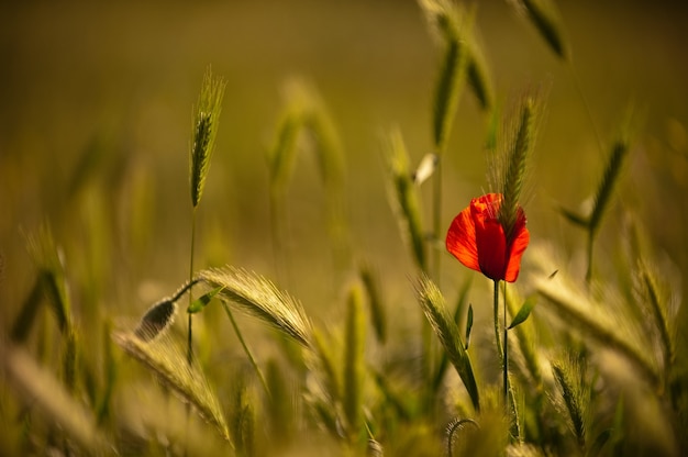 Bloeiende papaver op een tarweveld. Groene tarwe omringt eenzame tot bloei komende papaver. Wilde papavers op een gebied van tarwe, exemplaarruimte